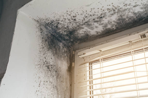 Affordable Mold Cleanup solutions in Olanta, PA